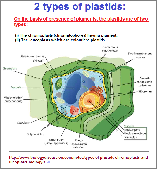 Two types of plastids perspective