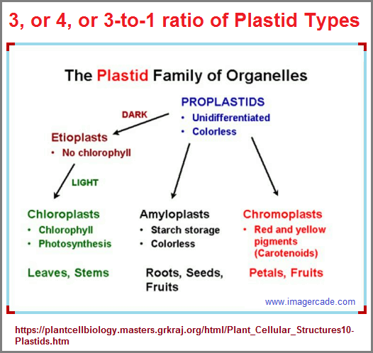 A 3, or 4, or 3-to-1 ratio perspective of plastids
