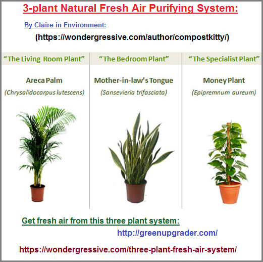 3 plants used for air purifying purposes