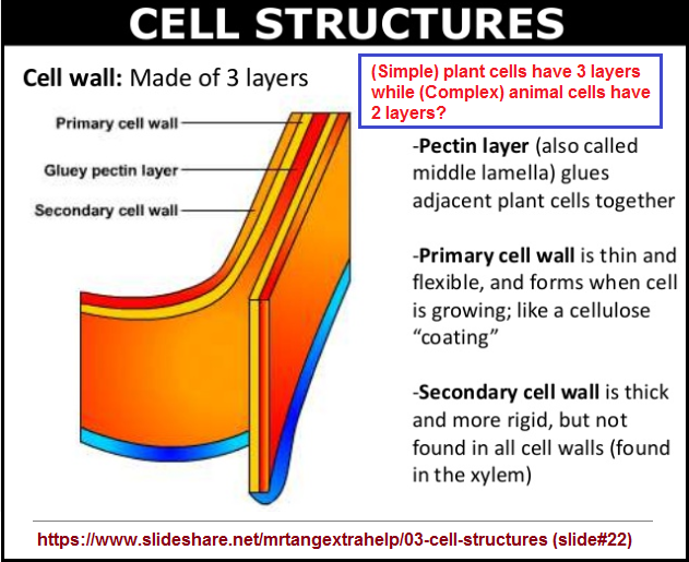 3 layers to plant cells