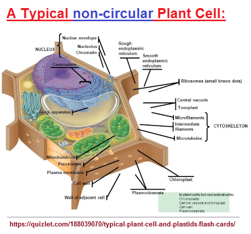 Typical plant cell image 1