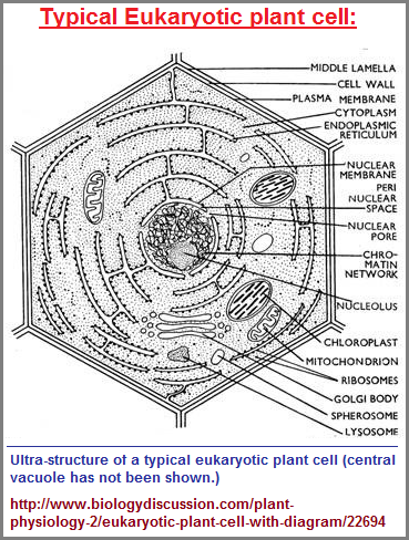 Typical plant cell image 2
