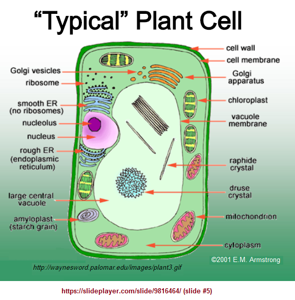 Typical plant cell image 3
