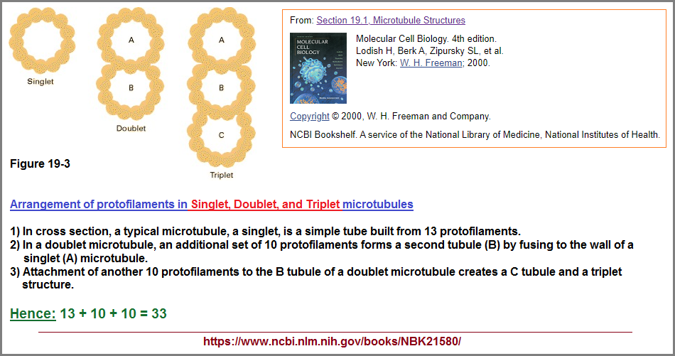 Singlet, doublet, triplet microtubules