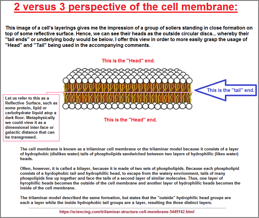 2 versus 3 perspective of the cell structure