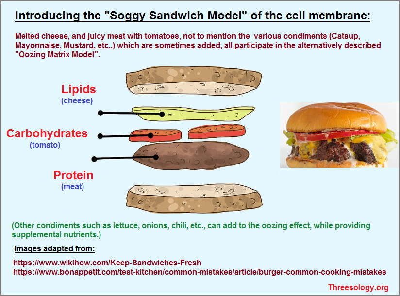 The Soggy Sandwich Model of the Cell