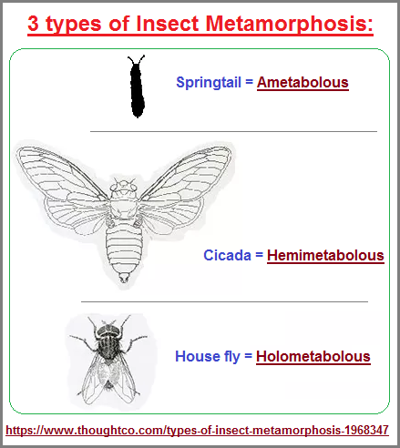 3 types of Insect Metamorphosis