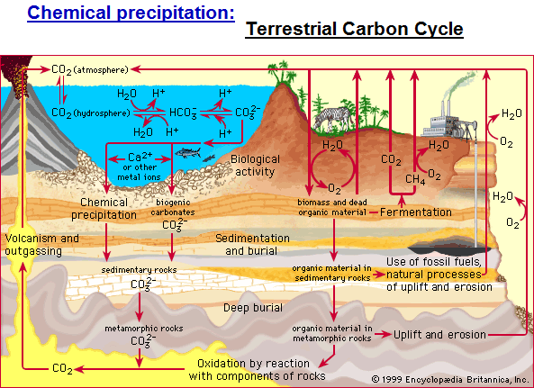 Terrestrial Carbon Cycle