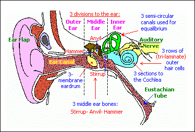 Patterns-of-three in the human ear