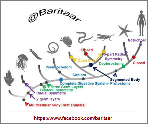 The Baritaar timeline