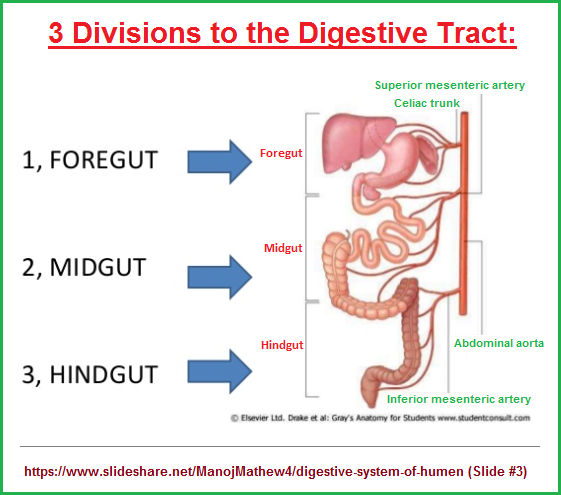 3 gut divisions