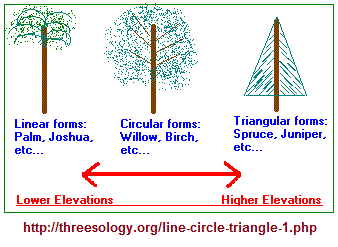 Linear, Circular, Triangular views of tree trunks and foilage