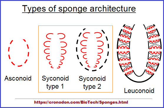 Types of sponge architecture