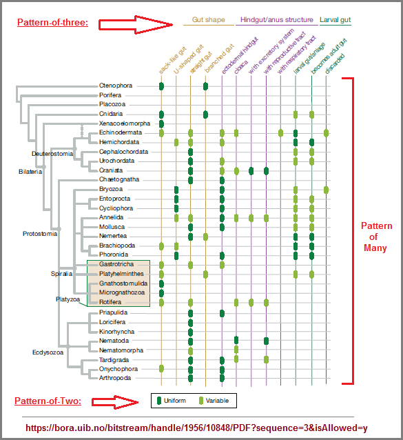 Gut architecture and hindgut types across animal lineages.