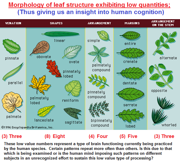 A taxonomic illustration of Leaf structure