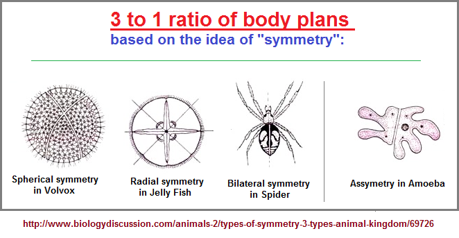 3 to 1 ratio of body plans based on the notion of symmetry