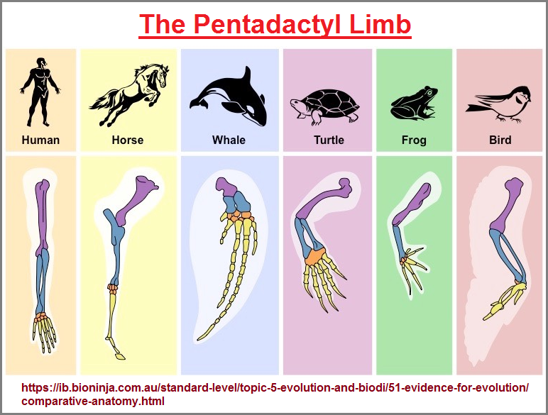 Comparisons of the Pentadactyl limb