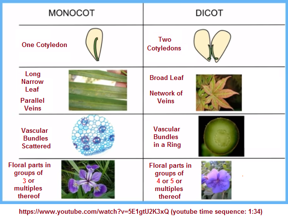 Monocot and Dicot comparisons