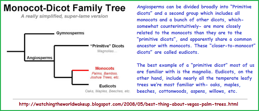 Monocot and Dicot family tree featuring Eudicots