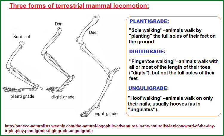 Three froms of Terrestrial mammal locomotion