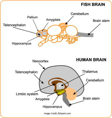 Fish and Human brains