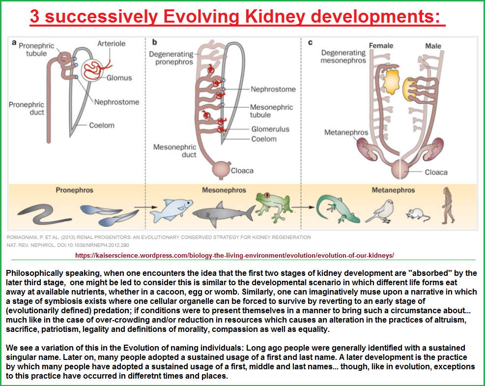 3 stages to the Evolution of the Kidney
