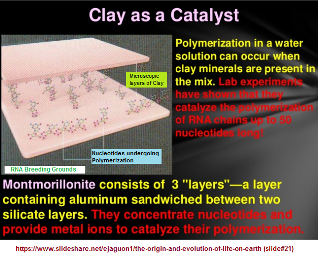 The Clay catalyst idea for biological development