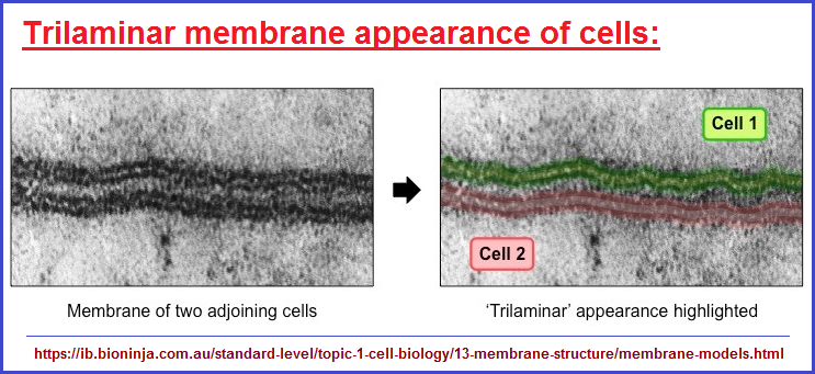Trilaminar membrane appearance