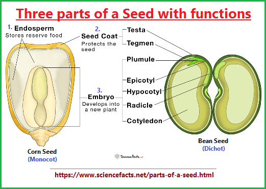 3 basic parts of a seed
