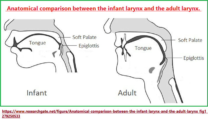 comparative Larynx_anatomy (103K)