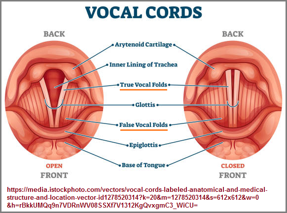 vocal cords (282K)