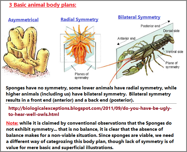 3 basic animal body plans