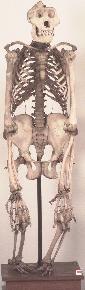 skeleton of ape