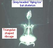 triangular bat ribcage