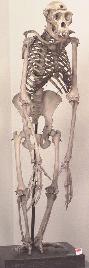 skeleton of chimp