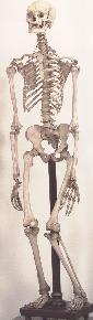 skeleton of human