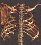 primitve hominoid rib cage
