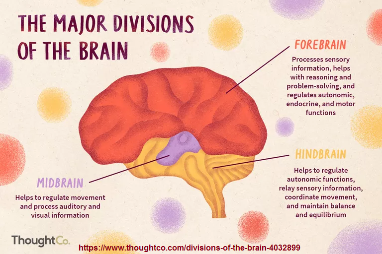 3 major brain divisions
