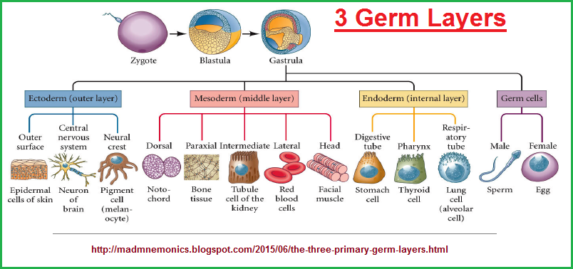 A cell-delineated look at the three germ layers
