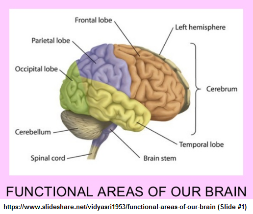 8 or 9 areas of the brain