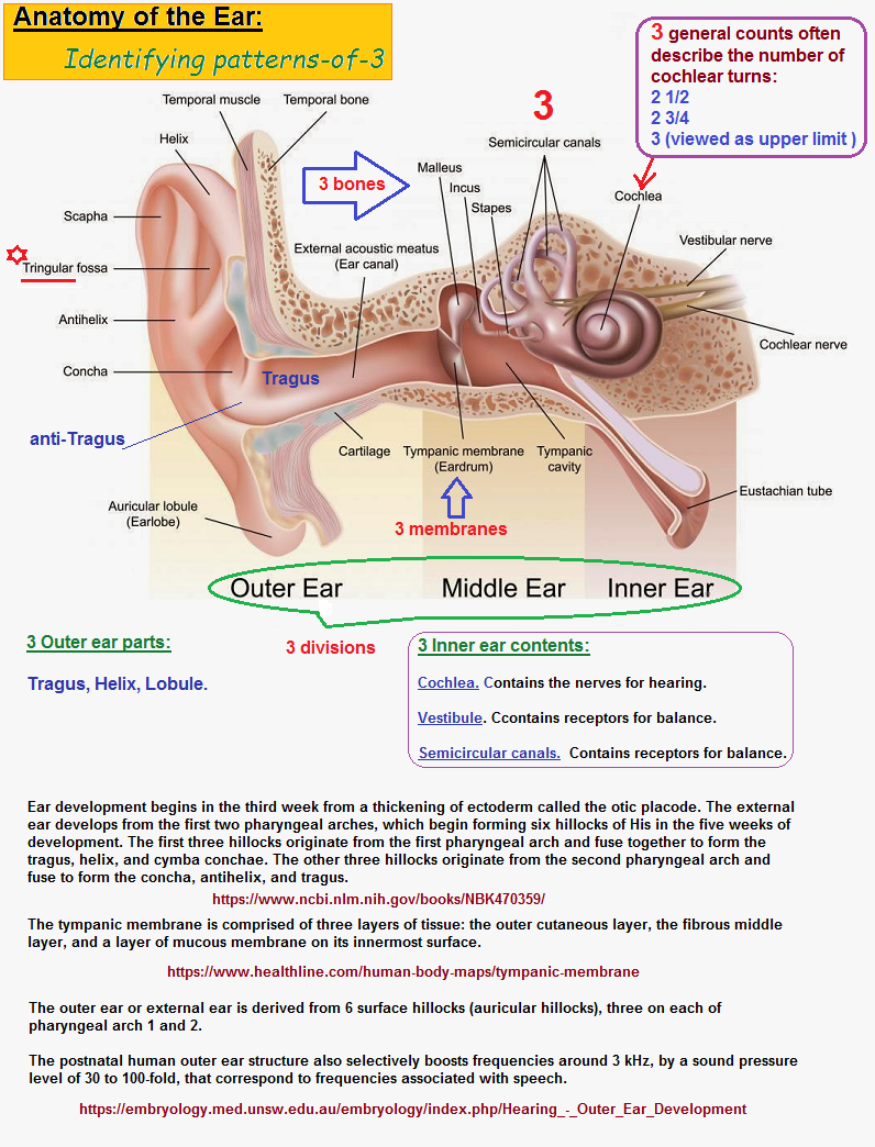 Identifying threes in ear anatomy
