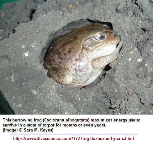 mud buried frog