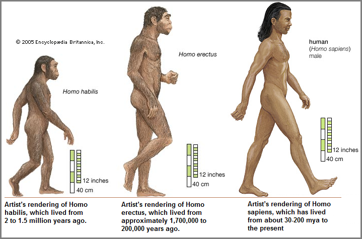 Three members of the Homo genus