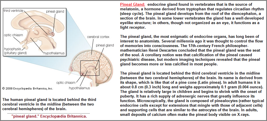 Information about the Pineal gland