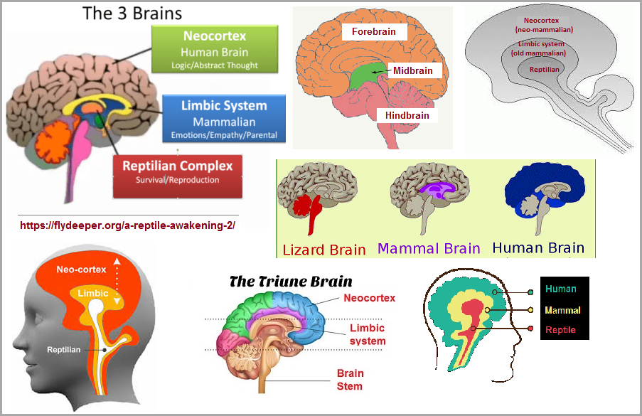 Assortment of triune brain descriptions