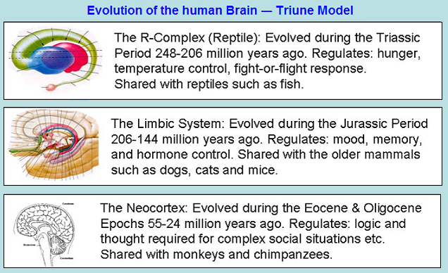 Triune Model of human brain evolution