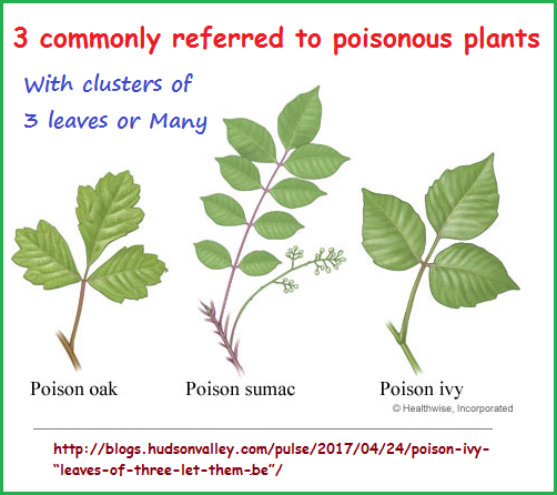 3 commonly noted poisonous plants in the United States