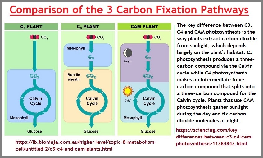 Three types of plants based on carbon fixation pathways