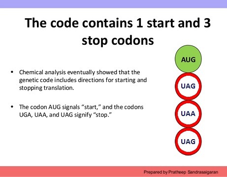1 start and 3 stop codons