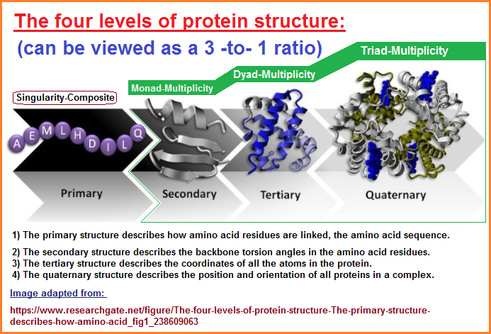 Protein levels viewed as a 3 to 1 ratio